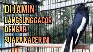 di jamin langsung gacor dengar suara kacer ini