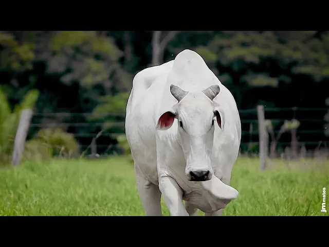 Matriz Nelore LMW - 176