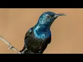 Download Lagu MASTERAN PALING VIRAL - KOLIBRI KONIN EROPA TERBAIK