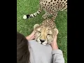 Download Lagu Cheetah Meow #cheetahmeow #shorts