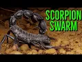 Download Lagu Deadly Scorpions SWARM Egyptian City - The TRUTH!