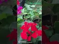 Download Lagu Geranium Flowers