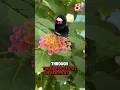 Download Lagu Butterflies are back at the Indianapolis Zoo 🦋 #shorts