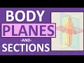 Body Planes and Sections Frontal Sagittal Oblique Transverse Anatomy and Physiology