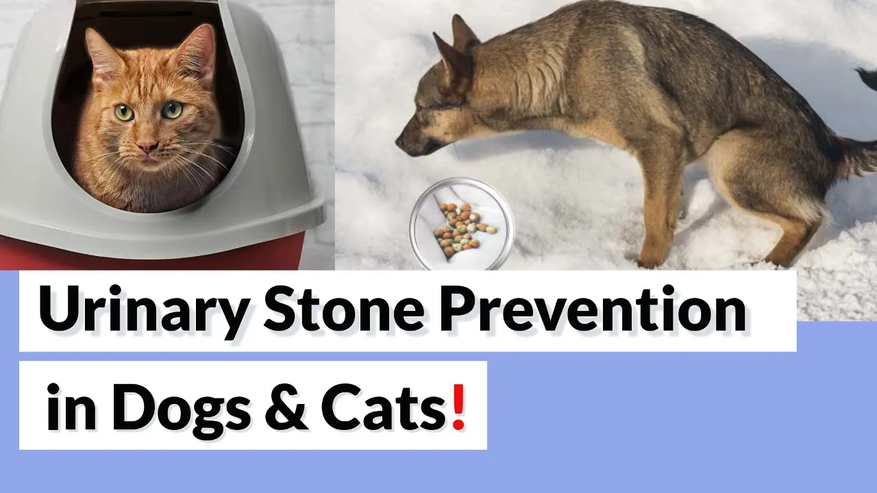 Outline Video How To Prevent kidney & bladder Stones in Dogs and Cats?