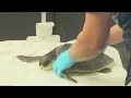 10 cold stunned sea turtles found in Cape Cod Bay receiving care at Clearwater Marine Aquarium