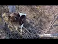 Very angry DNF 06 04 2026 Explore Live Nature Cams Decorah Eagles - North Nest
