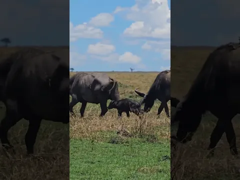 🐃🐃 Very New Baby Buffalo 🐃🐃 #Wildlife #Safari