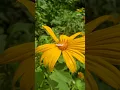 Download Lagu Tithonia diversifolia atau tanaman Paitan atau Kembang bulan #paitan #tithonia #tithoniadiversifolia