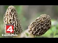 Michigan morel mushroom season Time to hunt