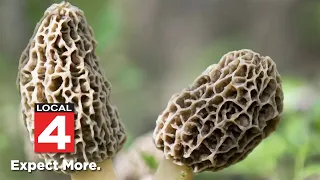 Michigan morel mushroom season Time to hunt