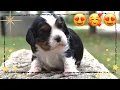Download Lagu THERE'S SOME INFORMATION NOT TO BE MISSED IN THIS VIDEO #cavalierkingcharles #chihuahua #dachshund