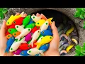 Download Lagu Catch Beautiful Ornamental Fish in Flood Fields, Frogs, Goldfish, Koi, Baby Turtles, Guppies, Puffer