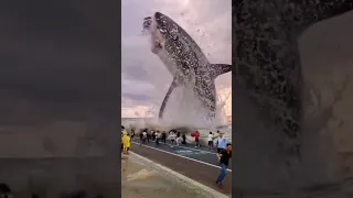 سمك القرش العنيد يقفز خارج الماء 