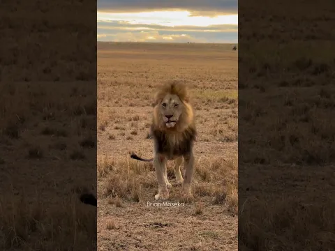 Male lion on guard
