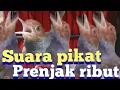 Lagu suara prenjak ribut untuk pikat burung bandel susah turun//super ampuh