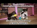 MORKIE PUPPIES FOR SALE GEORGIA LOCAL BREEDERS GWINNETT COUNTY GA