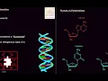 Intro to Nucleotides and How to Draw Them Easily!
