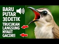 Suara trucukan gacor ropel ngalas buat pancingan trucukan agar bunyi jadikan burung trucuk gacor