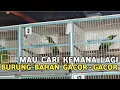 Download Lagu CUMA DISINI BURUNG BAHAN GACOR - GACOR HARGA MURAH AMANAH DI PASAR BURUNG PRAMUKA