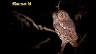 teraphy suara burung buek dan suara jangkrik