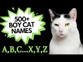 500 MALE CAT Names for EVERY letter of the ALPHABET Unique BOY Cat Names