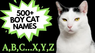 500 MALE CAT Names for EVERY letter of the ALPHABET Unique BOY Cat Names
