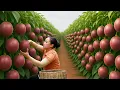 Download Lagu Harvest 10,000 Passion Fruits and Sell Them at the Market, Go Back to Visit Parents