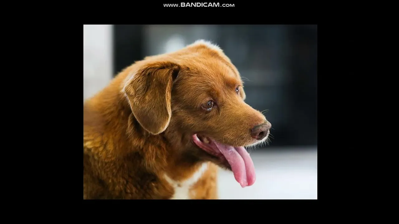 Bobi, The World’s Oldest Living Dog, Celebrates Record-Breaking 31st Birthday