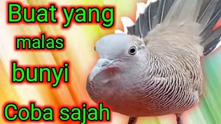 panggilan perkutut lokal suara merbok kocak banget sangatlah banyak dicari 