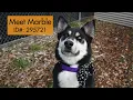 Meet Marble at OHS Salem