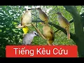 Download Lagu Tiếng Chim chao chảo/rất nhạy bẫy chim