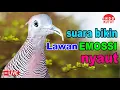 Download Lagu Perkutut Lokal Gacor dari alam liar bikin gacor yang malas BUNYI