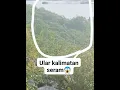 Download Lagu PENAMPAKAN ULAR TERBESAR DI DUNIA DI KALIMANTAN