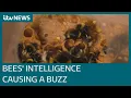 Bumblebees learn to solve puzzles by watching more experienced peers ITV News