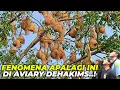 Download Lagu ATAP AVIARY TERTUTUP SAMA SARANG BURUNG INI..! BANYAK BANGET SARANGNYA..!!