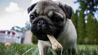 How Long Do Pugs Live