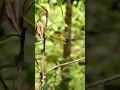 Download Lagu Mikat burung sogok ontong #shorts #sogon #sogokontong #birds #nature