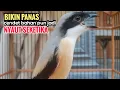 Download Lagu toet toet suara cendet gacor Di PAGI HARI sangat efektif buat Pancingan cendet diam agar cpt bunyi
