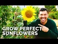 How to Grow Sunflowers Successfully At Home 🌻 Mp3 Song Download