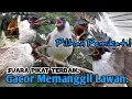 Download Lagu PALING AMPUH,‼️ SUARA PIKAT BURUNG KUTILANG TERBAIK..