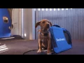 Southwest Airlines Flies Pups to the Puppy Bowl