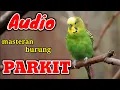 Download Lagu SUARA BURUNG PARKIT || Masteran Burung Kicau
