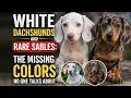 Why White Dachshunds Rare Sables Are Secretly Ignored