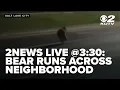 2NEWS LIVE 3 30p Another bear caught running through Utah County neighborhood