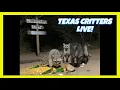 BlueIndigoTrails TEXAS NIGHT CRITTER CRUNCH - LIVE