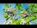 Lagu Birds Chirping | Calm Nature Ambience to Start Your Morning with Peace and Focus | Calming Ambience