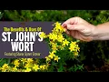 The Benefits Uses of St John s Wort Featuring Shana Lipner Grover