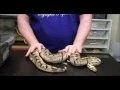Olympus Reptiles Episode Killer Bee Ball Python