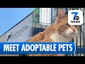 Western New York Adoption Events Help Shelter Pets Find Homes